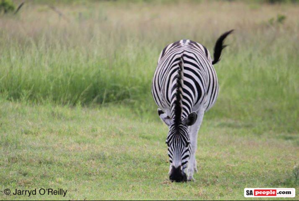 Zebra Zebra
