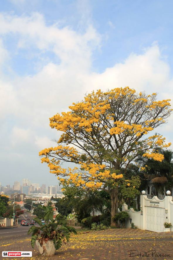 Durban tree