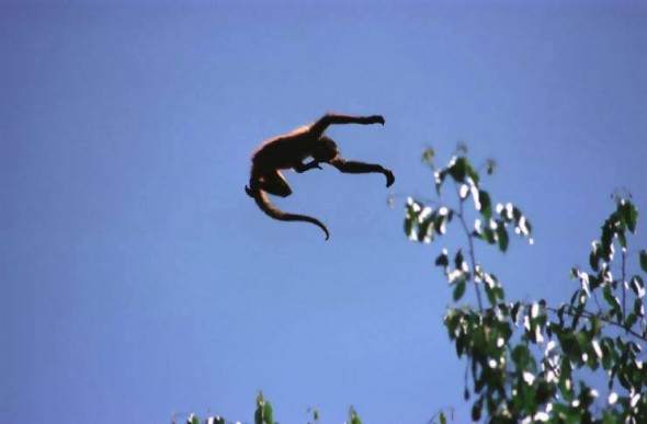Monkey Business Monkey Business
