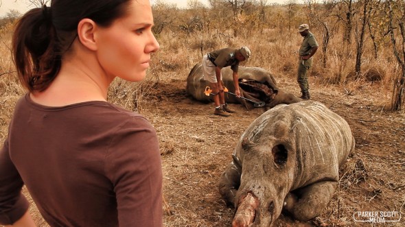 Rhino Poaching in South Africa