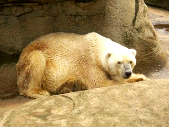 Wang, Africa's last polar bear