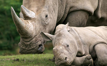 rhino-south-africa rhino-south-africa