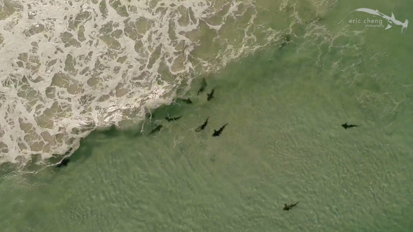 Sharks, Seals and Tabl...