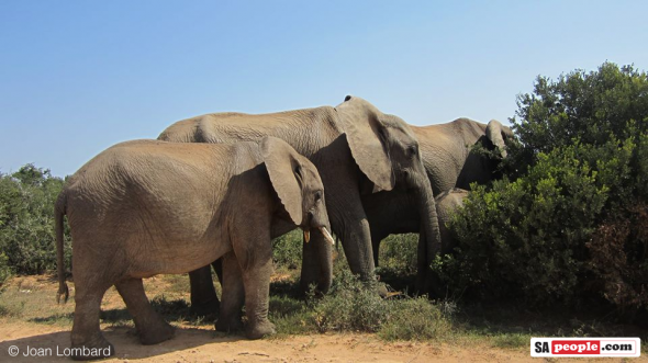 Save South Africa's Elephants