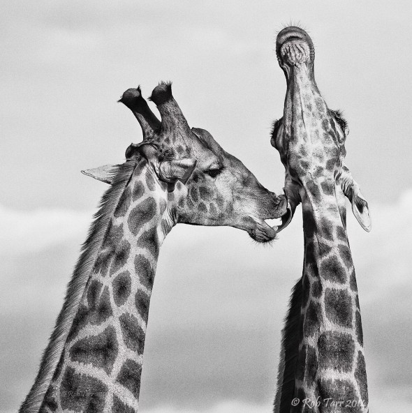 Giraffe licking ear