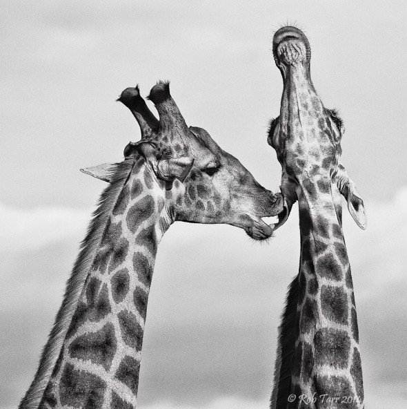 Giraffe licking ear Giraffe licking ear