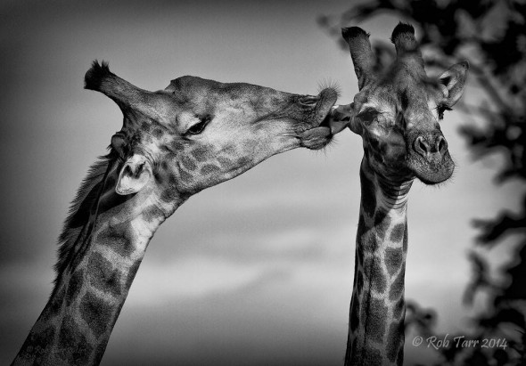 Giraffe licking ear Giraffe licking ear