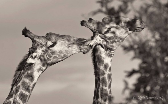 Giraffe licking ear Giraffe licking ear