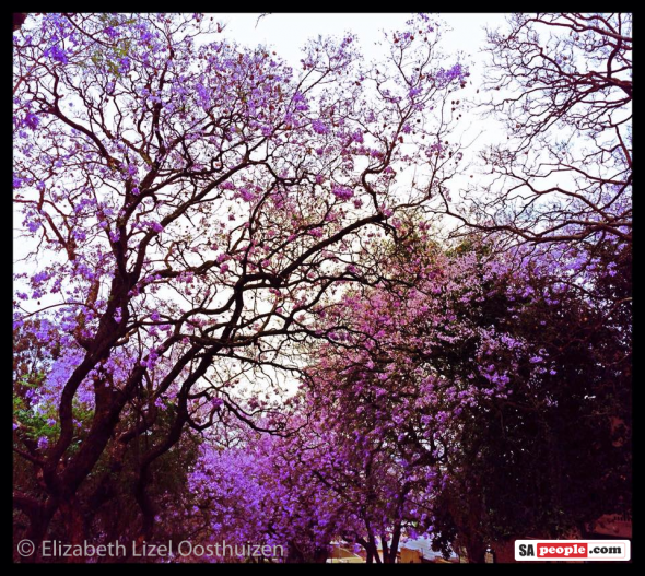 Jacarandas at Muckleneuk, Pretoria. Jacarandas at Muckleneuk, Pretoria.