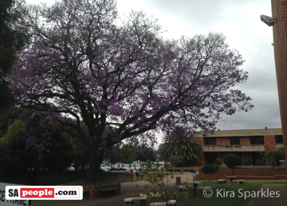Jacarandas at Wits Jacarandas at Wits