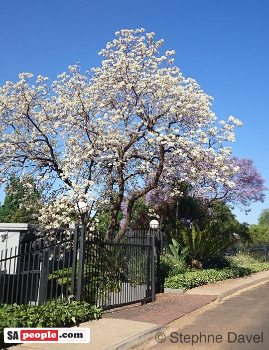 White Jacaranda, Pretoria White Jacaranda, Pretoria