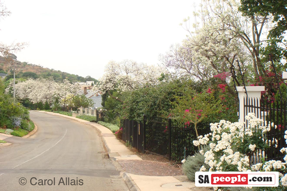 White Jacaranda, Pretoria White Jacaranda, Pretoria