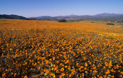 National Parks South Africa National Parks South Africa