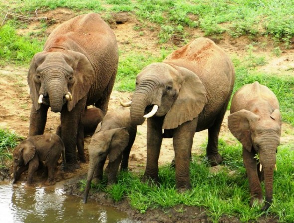 Rare Elephant Twins South Africa Rare Elephant Twins South Africa
