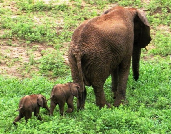Rare Elephant Twins South Africa Rare Elephant Twins South Africa