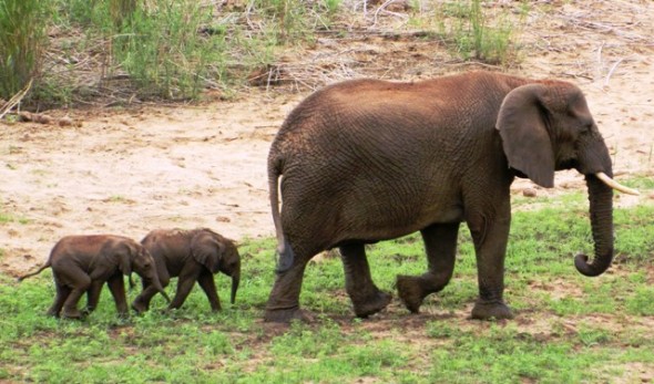 Rare Elephant Twins South Africa