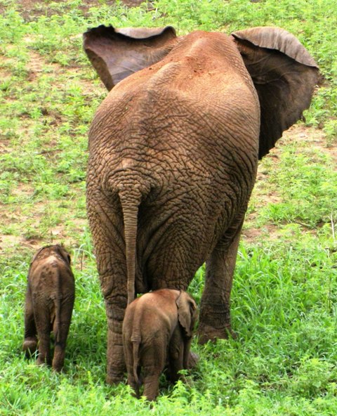 Rare Elephant Twins South Africa