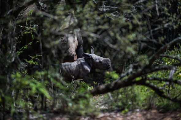 Thandi, rhino gives birth in South Africa Thandi, rhino gives birth in South Africa