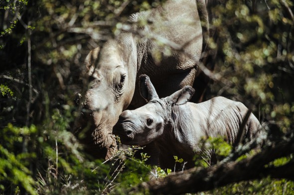 Thandi, poached rhino gives birth in South Africa Thandi, poached rhino gives birth in South Africa