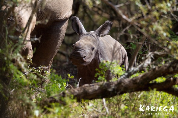 Thandi, rhino gives birth in South Africa Thandi, rhino gives birth in South Africa