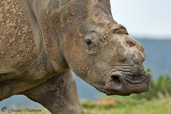 Thandi in October 2014, a survivor despite losing her horn in a brutal poaching attack