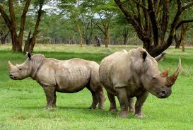 Rhino Poaching Rhino Poaching