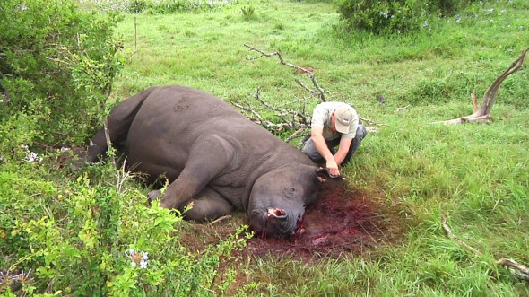 Thandi, rhino survivor Thandi, rhino survivor