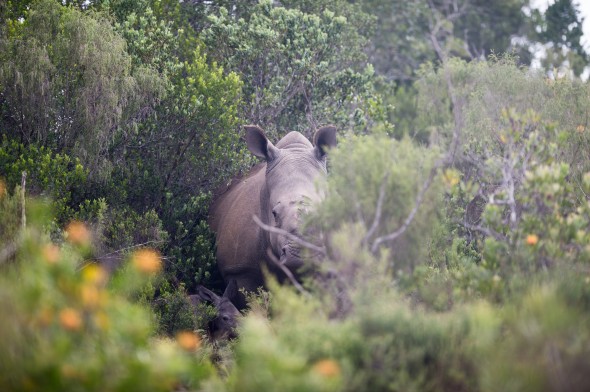 Thandi, the rhino poaching survivor, with her newborn calf this morning