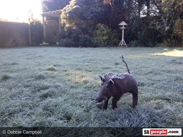 Icy Warthog Icy Warthog