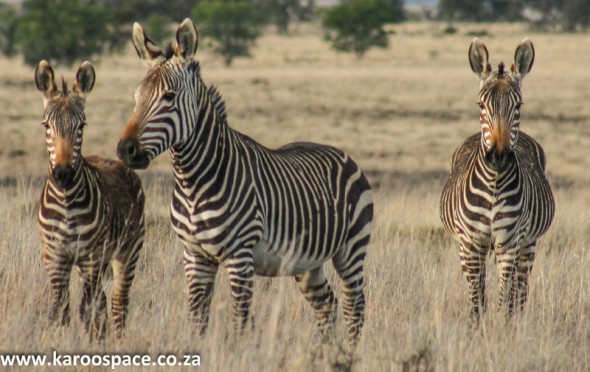 mountain zebra national park, cradock mountain zebra national park, cradock