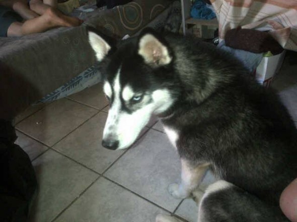 Max, husky dog at centre of animal cruelty claims Max, husky dog at centre of animal cruelty claims