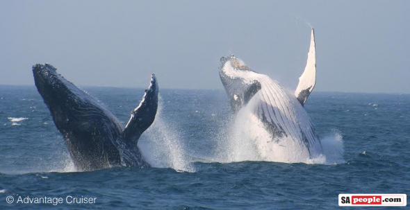 Whales, St Lucia, South Africa Whales, St Lucia, South Africa