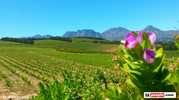 Vineyard South Africa Vineyard South Africa