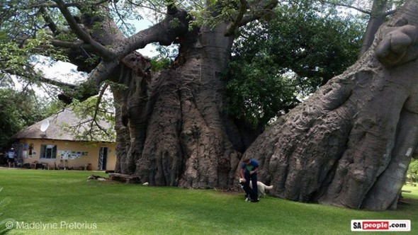 Sunland Baobab Sunland Baobab