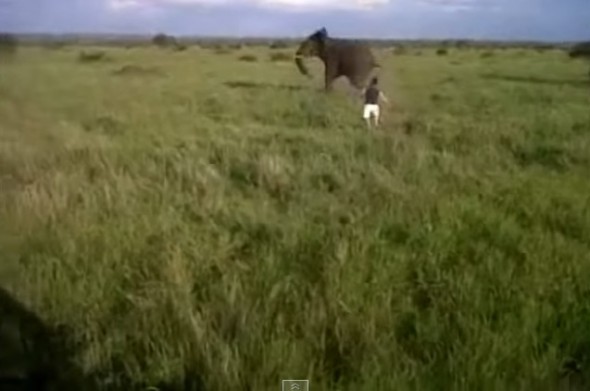 sapeople - drunk man charges elephant
