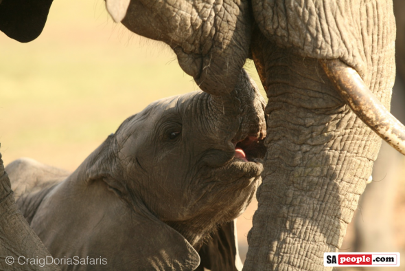 Hope for Elephants Hope for Elephants