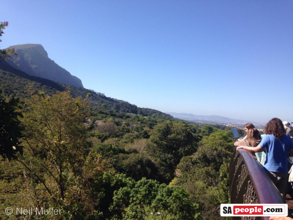 Kirstenbosch Gardens, Cape Town, South Africa - Boomslang Kirstenbosch Gardens, Cape Town, South Africa - Boomslang