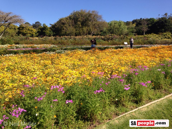 Kirstenbosch Gardens, Cape Town, South Africa Kirstenbosch Gardens, Cape Town, South Africa