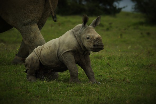 Thandi's calf Thembi. Photo: Kariega / A. Goody Thandi's calf Thembi. Photo: Kariega / A. Goody