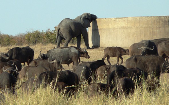 MARY-elephants-kruger-park-02 Elephants' sniffing ability is being tested in South Africa in collaboration with the United States Army Research Office.(Image: Mediaclubsouthafrica.com)
