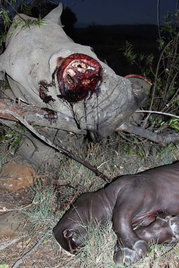 Rhino Reward South Africa