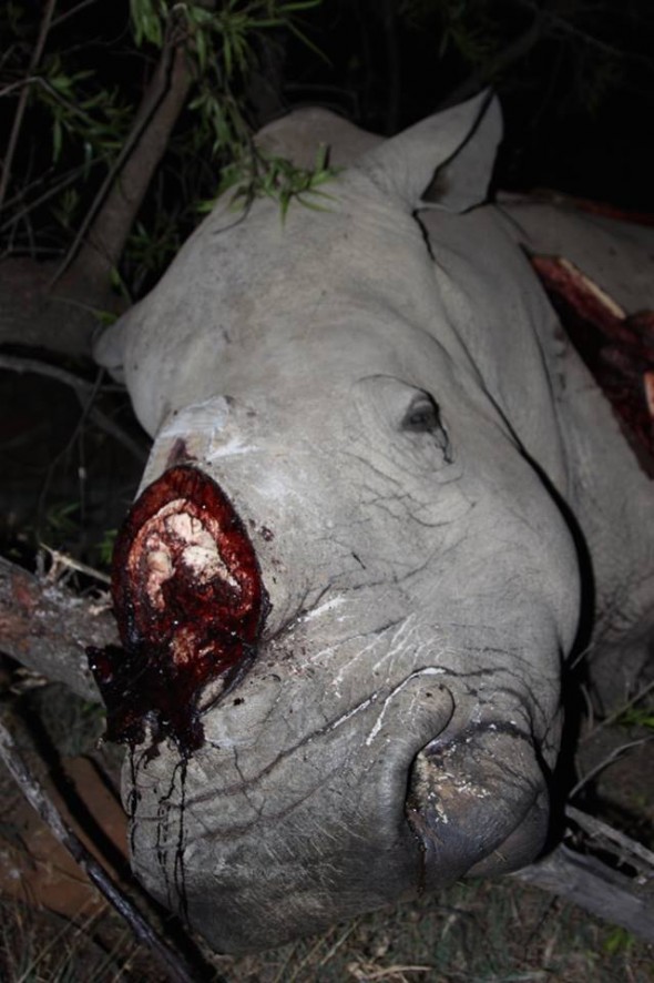 Rhino Reward South Africa