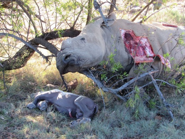Rhino Reward South Africa