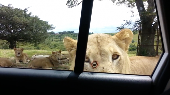 Lion Opens Car Door in South Africa