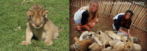 Petting zoos lead to canned hunting Petting zoos lead to canned hunting