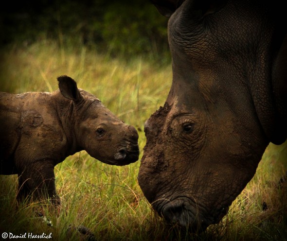 Thandi and her calf Thembi. Photo: Kariega Thandi and her calf Thembi. Photo: Kariega