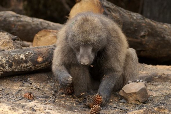 The alpha male of the Tokai Troop has a meal of pine nuts. The alpha male of the Tokai Troop has a meal of pine nuts.