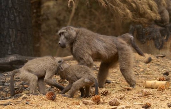 Tokai Troop. A female and infants feast on pine nuts dropped by pine trees after the fire. Tokai Troop. A female and infants feast on pine nuts dropped by pine trees after the fire.
