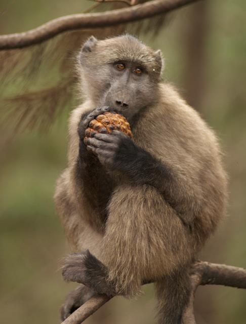 Tokai Troop. A baby baboons feasts on pine nuts dropped by pine trees after the fire. Tokai Troop. A baby baboons feasts on pine nuts dropped by pine trees after the fire.
