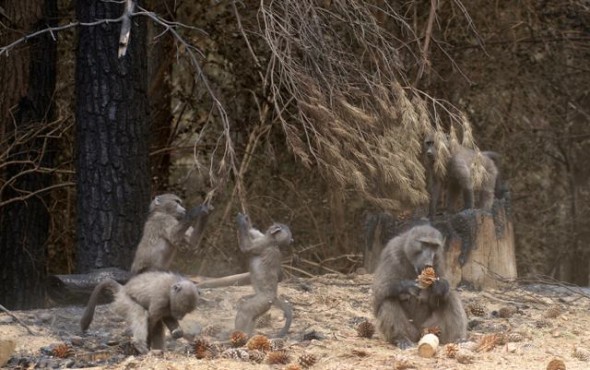 Tokai Troop. A female and infants feast on pine nuts dropped by pine trees after the fire. Tokai Troop. A female and infants feast on pine nuts dropped by pine trees after the fire.
